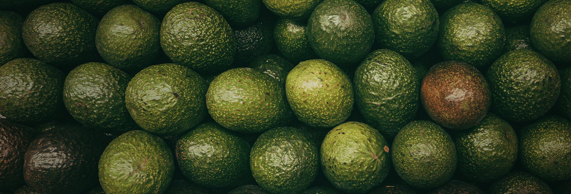 Closeup overhead view of several rows of avocados, which are a demanded product in a store